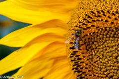 La Rochelle Bees