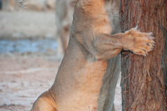 The Tree Hugger