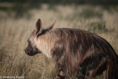 Brown Hyena