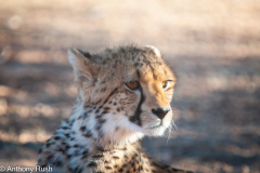 Cheetah