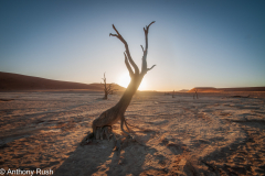 Deadvlei silhouettes