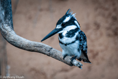 Pied Kingfisher