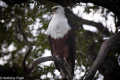 African Fish Eagle