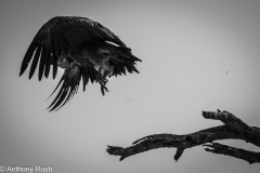 White Backed Vulture Take Off