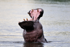 Hippo Wide Open
