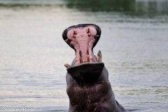 Hippo Wide Open