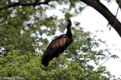 African Openbill