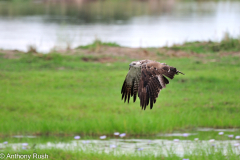 Juvenile Fish Eagle