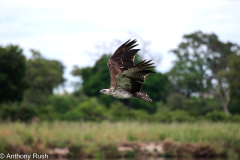 Juvenile Fish Eagle