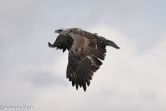 Juvenile Fish Eagle