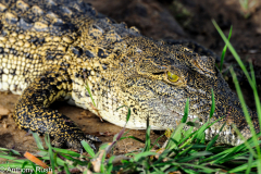 Menace - Crocs
