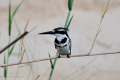 Pied Kingfisher