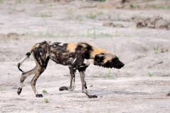 Wild Dogs - Okavango Delta