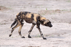 wild Dogs - Okavango Delta