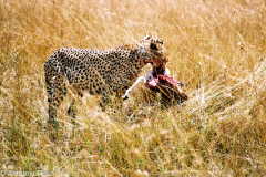 Africa-Trip-2004-204