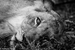AKR_3650