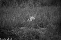 Lion in the long grass