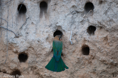 Bee Eater homes