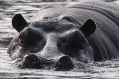 Blink and you'll miss me