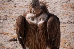 Endangered and Vunerable