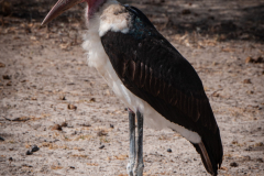 Old Man Stork