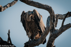 Hunched and watching