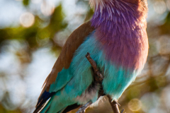 The national bird of Botswana