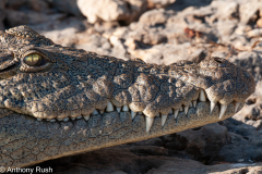 The last of the Sun's rays