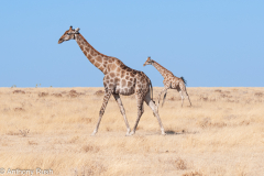 Giraffes in contrast