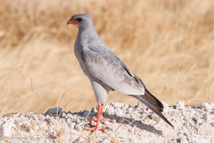 Goshawk