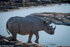 Black Rhinos