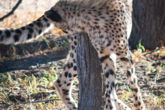 Catching my tail