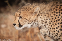 Cheetah