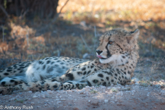 Cheetah